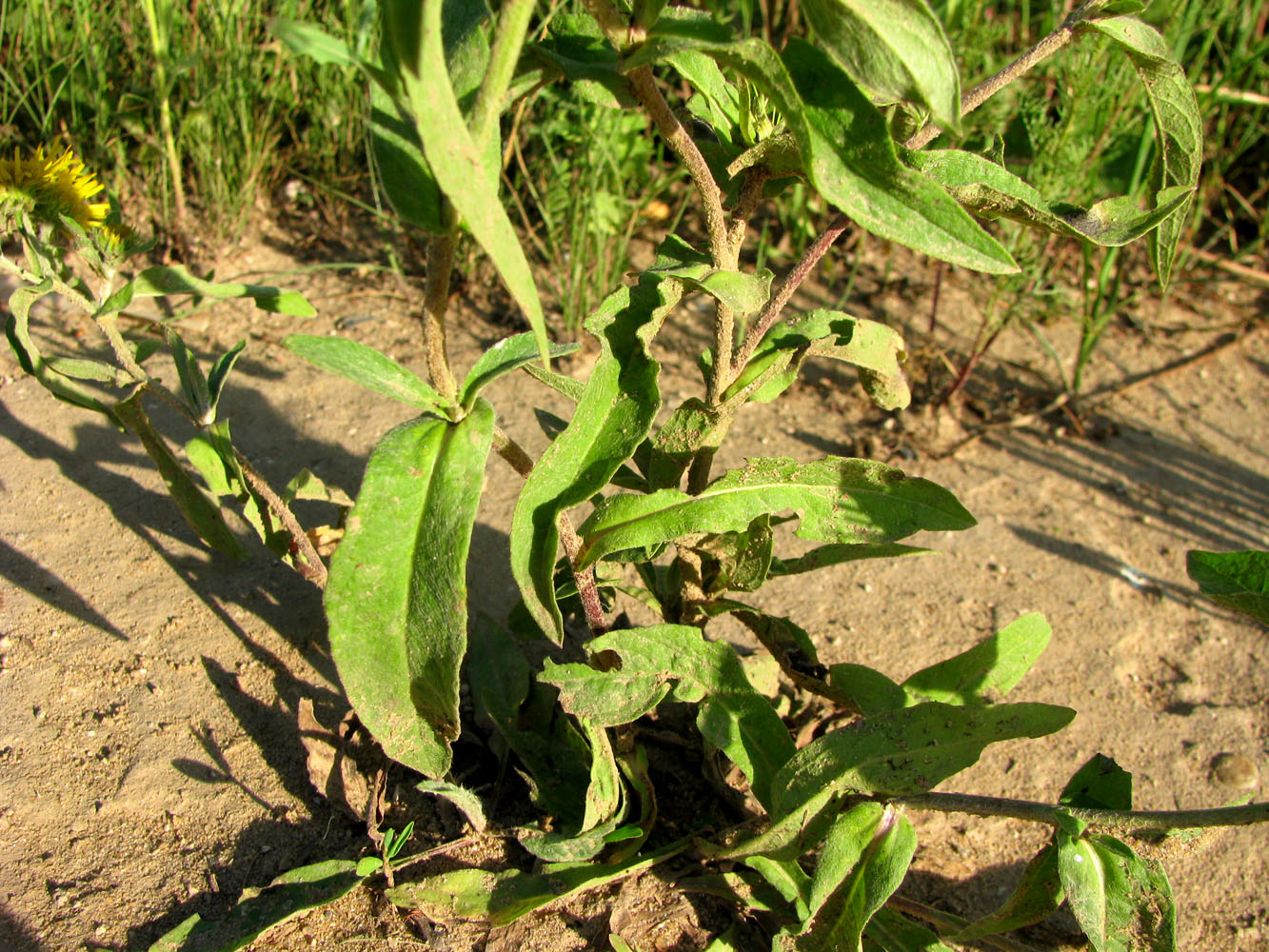 Image of Inula britannica specimen.