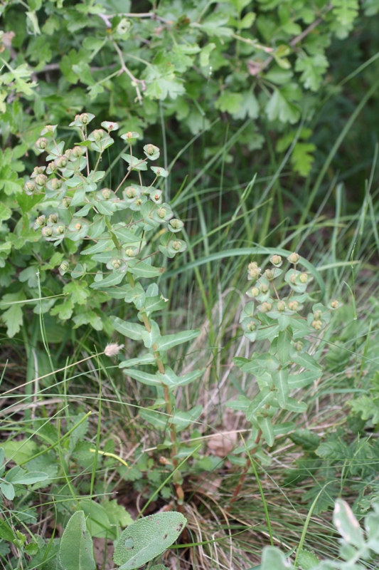 Image of Euphorbia condylocarpa specimen.