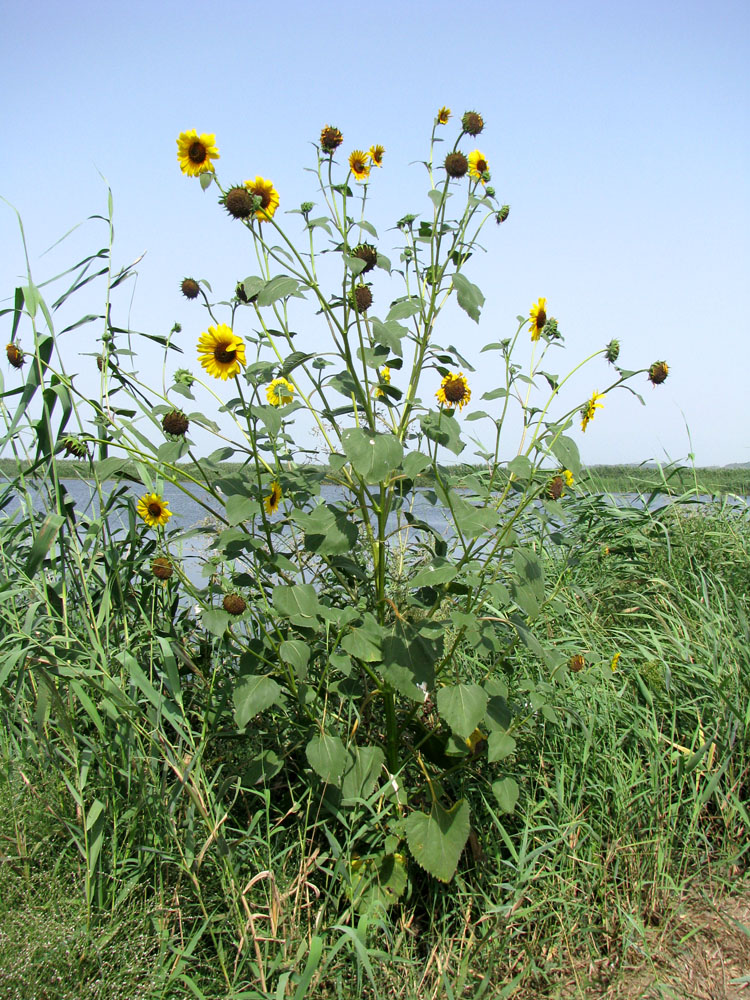 Image of Helianthus lenticularis specimen.