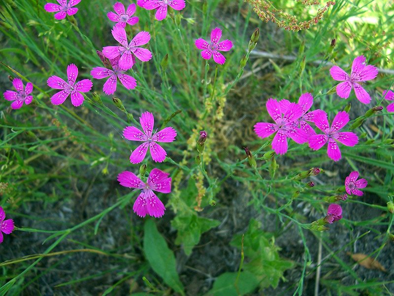 Image of Dianthus deltoides specimen.