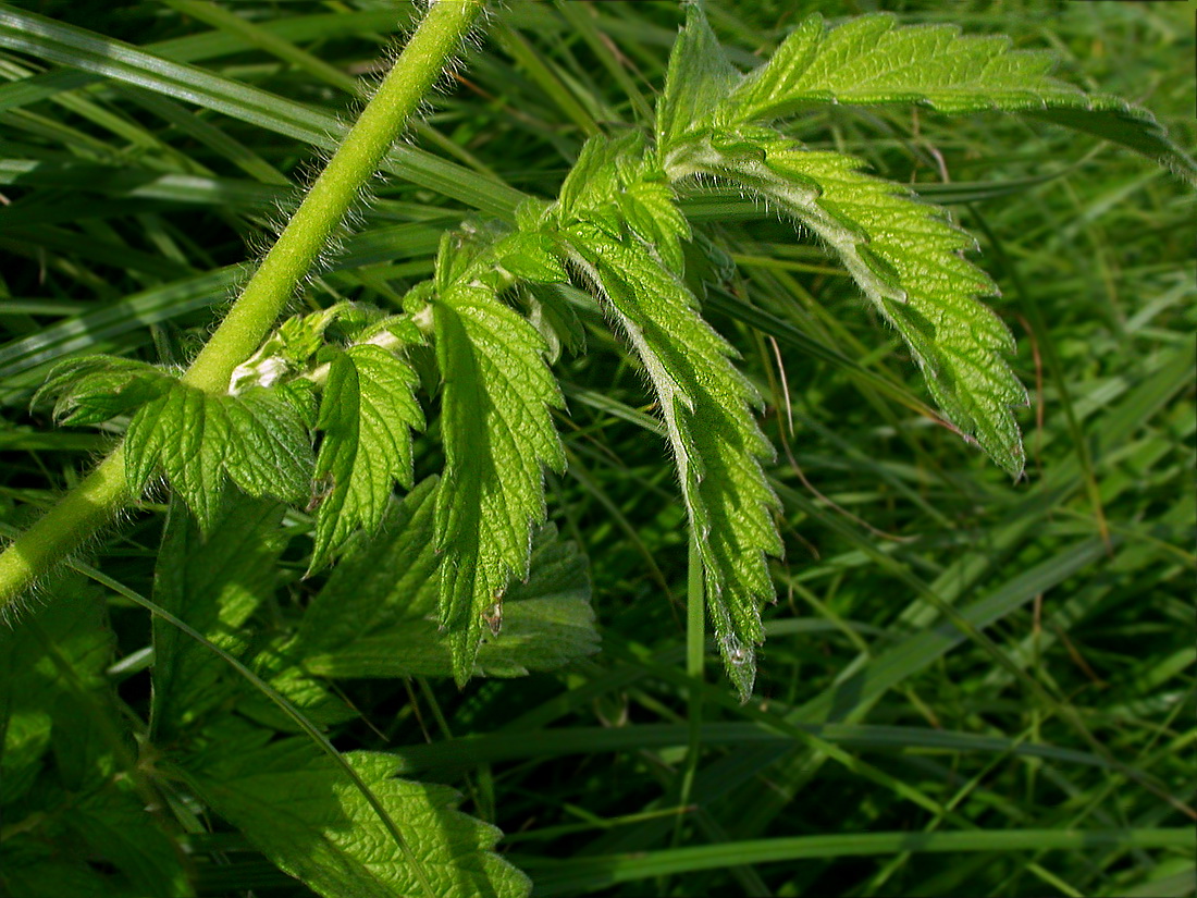 Image of Agrimonia eupatoria specimen.