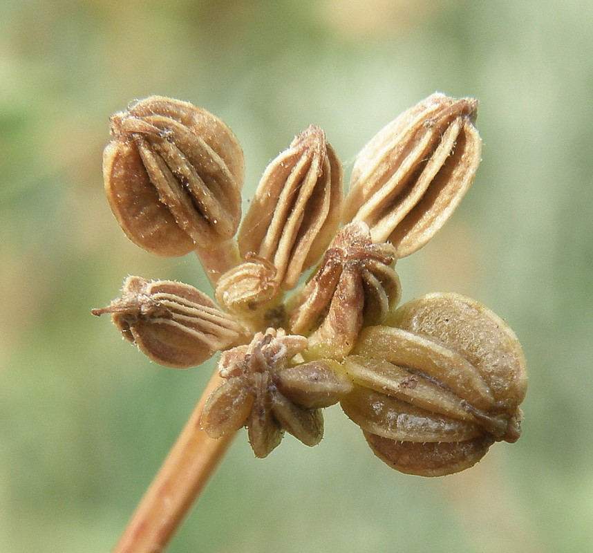 Image of Trinia hispida specimen.