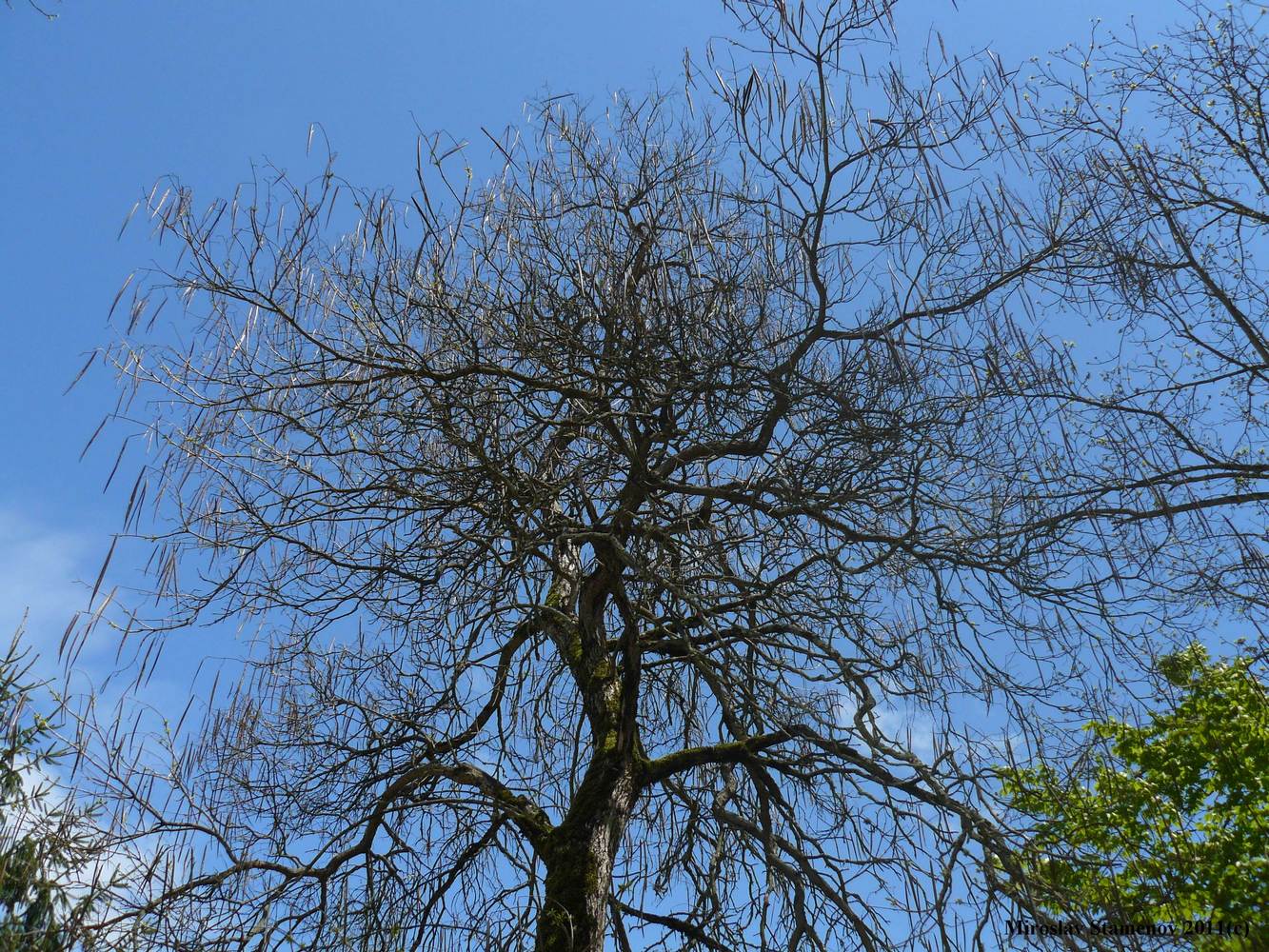 Image of Catalpa bignonioides specimen.