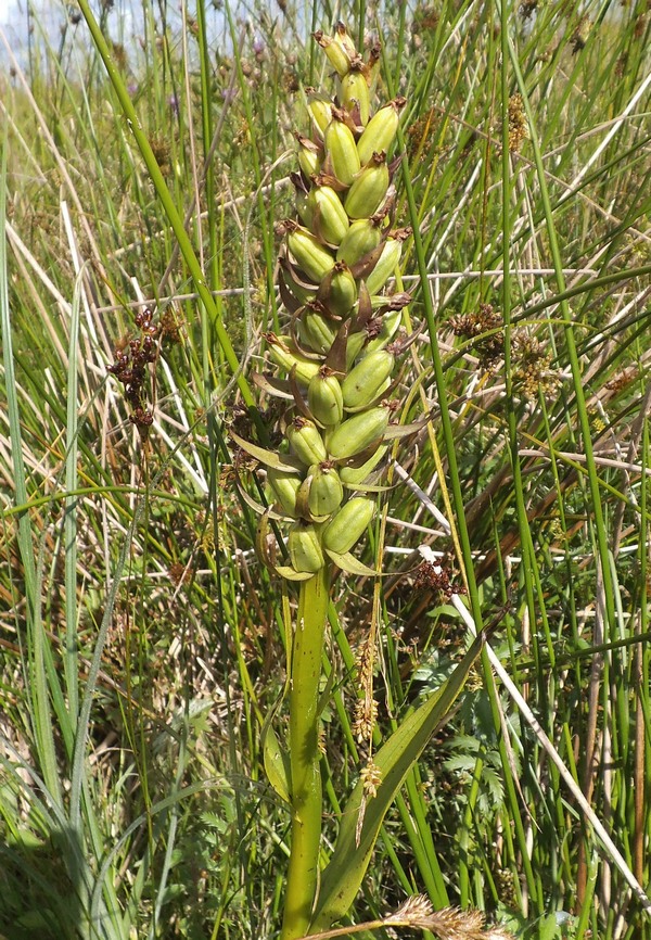 Изображение особи Dactylorhiza incarnata.