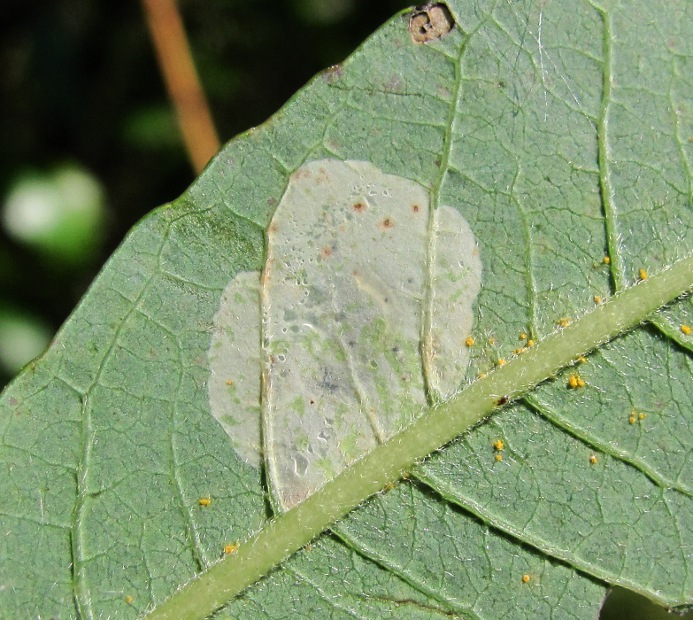 Image of genus Salix specimen.