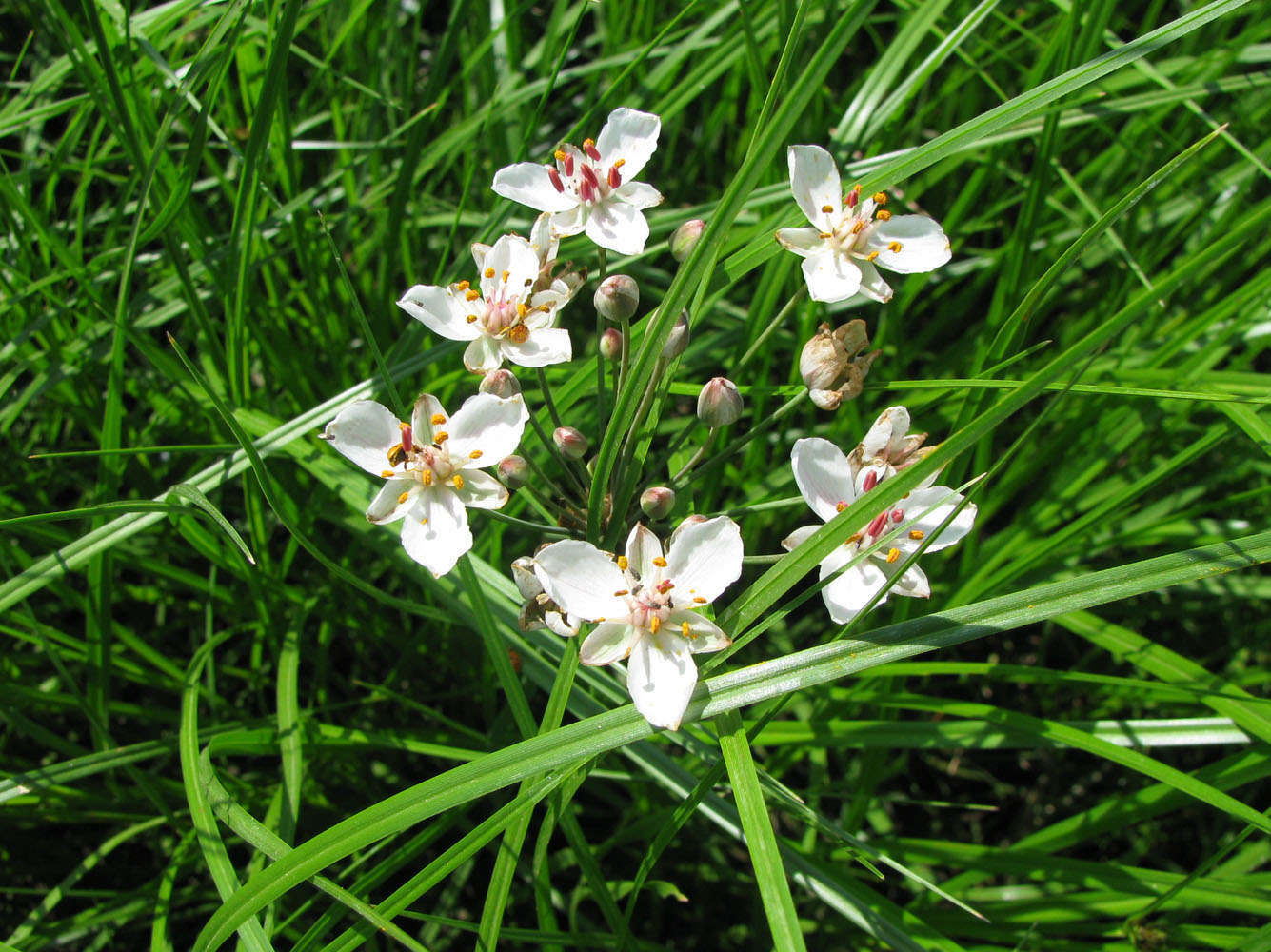 Изображение особи Butomus umbellatus.