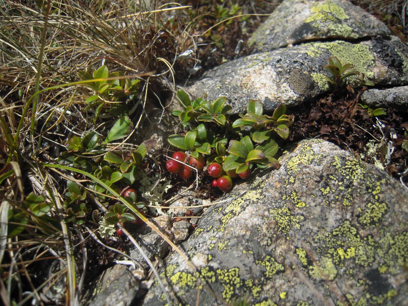 Image of Vaccinium vitis-idaea specimen.