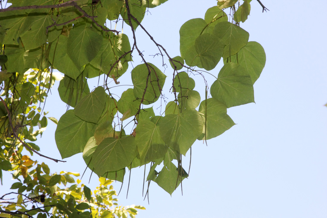 Image of Catalpa fargesii specimen.