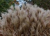 Miscanthus sinensis. Верхушка растения с соплодиями. Германия, г. Кемпен, в парке. 16.11.2012.