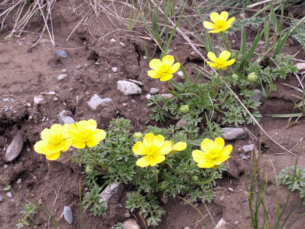 Image of Ranunculus gelidus specimen.