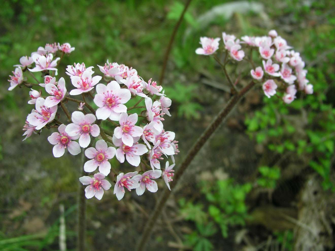 Image of Darmera peltata specimen.