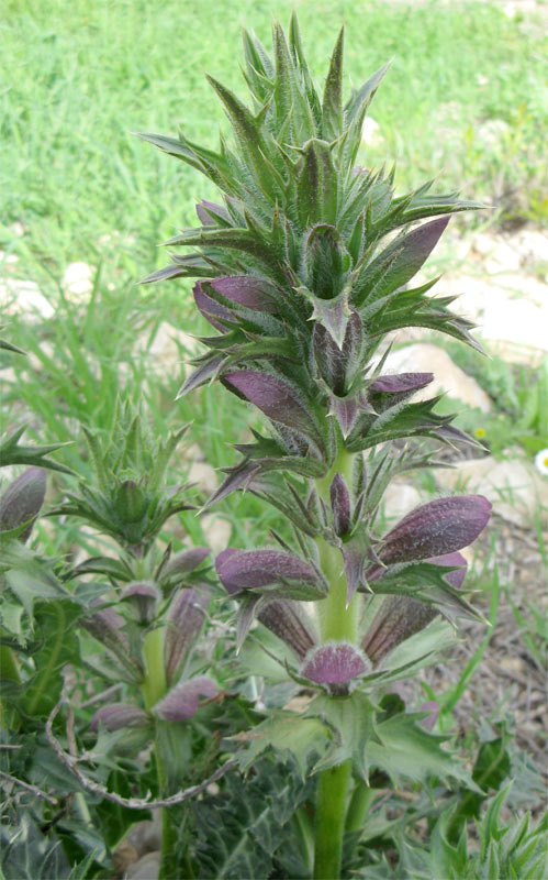 Изображение особи Acanthus syriacus.