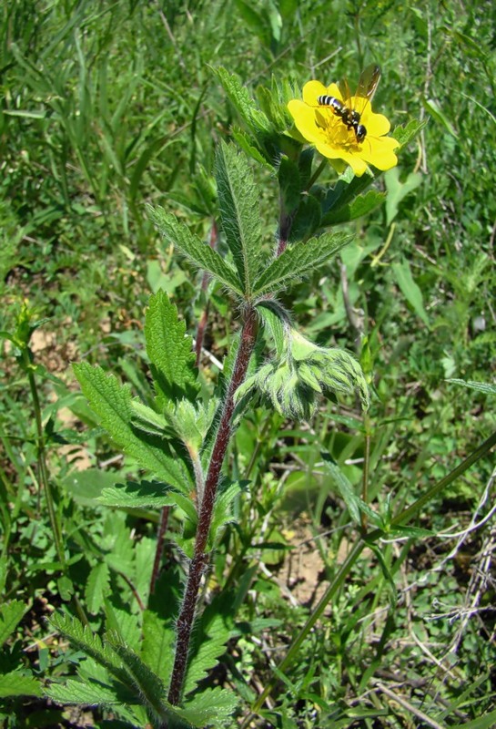 Изображение особи Potentilla recta.