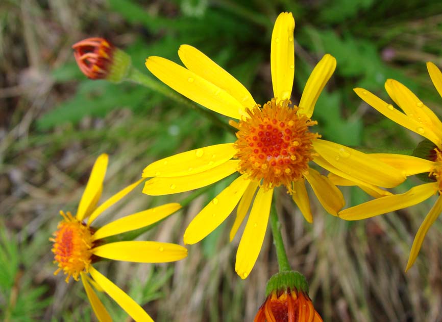 Изображение особи Tephroseris integrifolia.