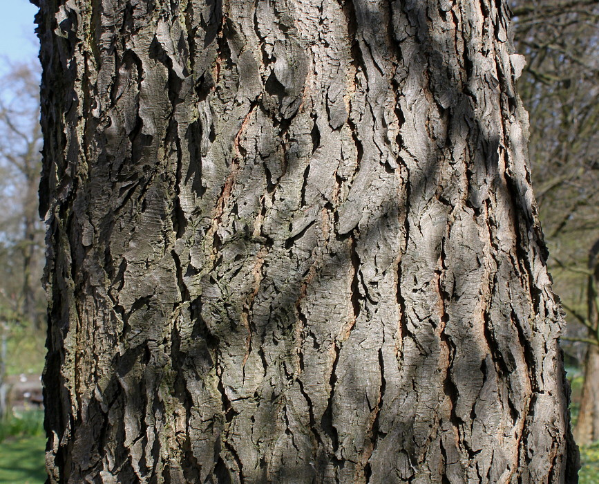 Image of Gymnocladus dioicus specimen.