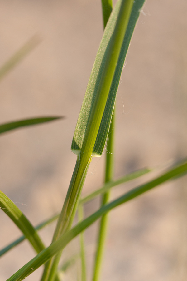 Изображение особи Poa pratensis.