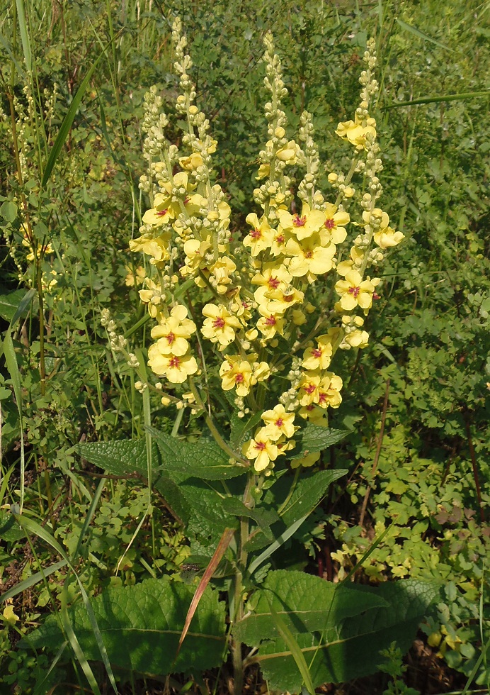 Image of Verbascum marschallianum specimen.