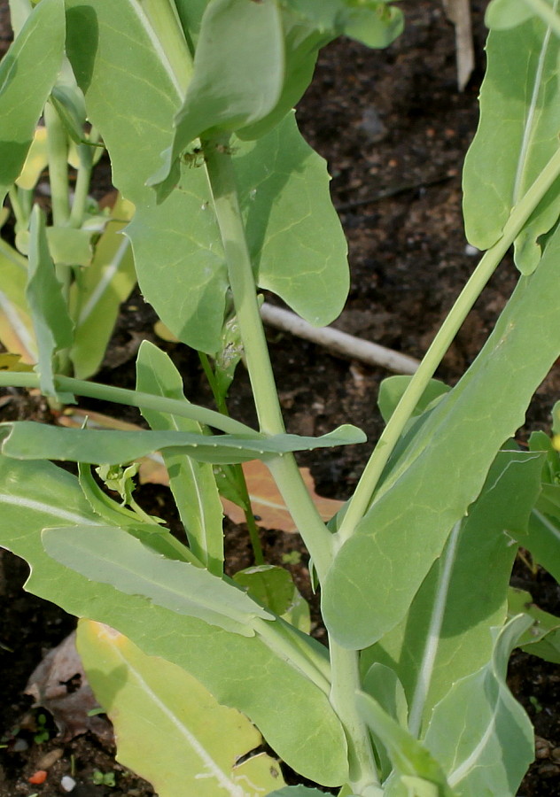 Image of Myagrum perfoliatum specimen.