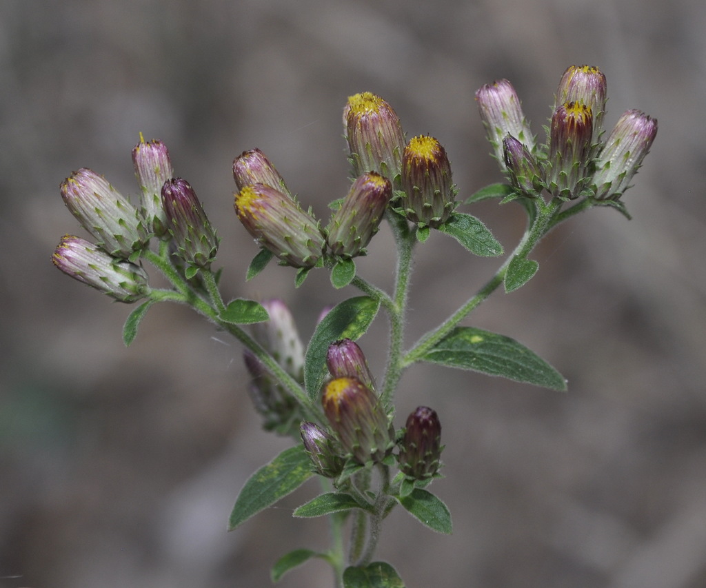 Image of Inula conyza specimen.