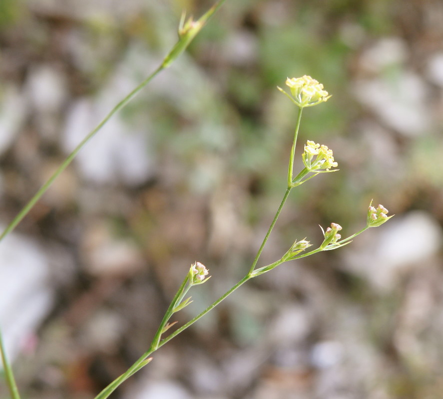 Image of Bupleurum brachiatum specimen.