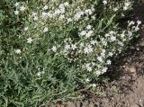 Gypsophila elegans. Цветущее растение. Германия, г. Krefeld, Ботанический сад. 06.08.2013.