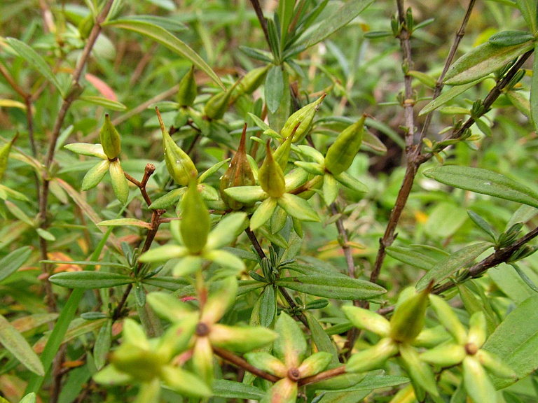 Image of Hypericum lobocarpum specimen.