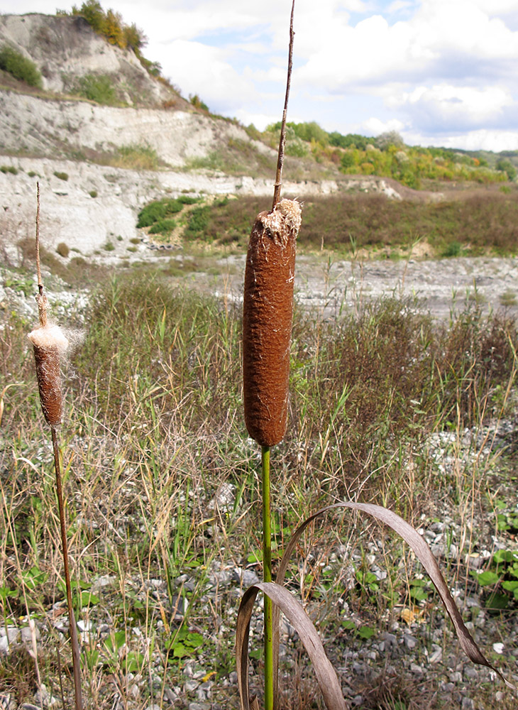 Изображение особи род Typha.