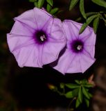 Ipomoea cairica. Цветки. Израиль, Шарон, г. Герцлия, живая изгородь. 30.11.2013.