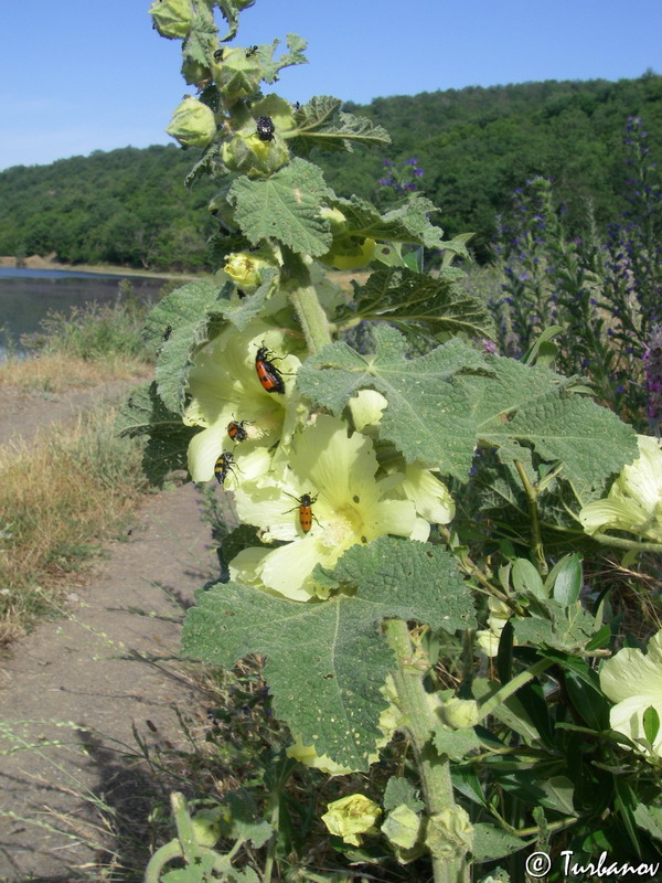 Image of Alcea rugosa specimen.