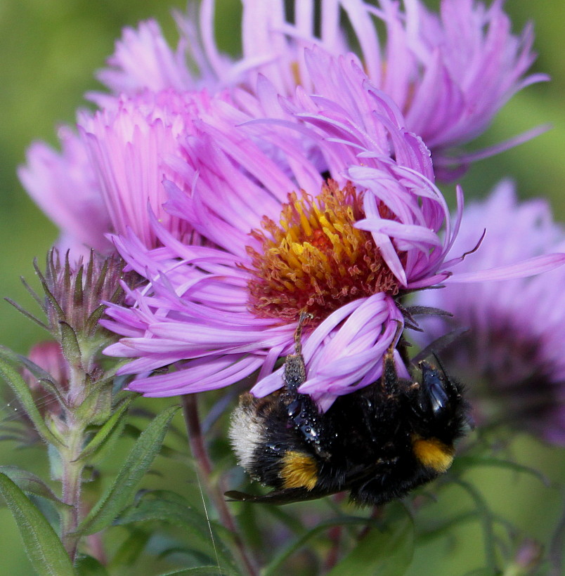 Изображение особи Symphyotrichum novae-angliae.