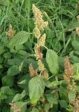 Amaranthus retroflexus