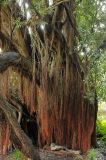 Metrosideros excelsa. Ствол дерева с придаточными корнями на боковых ветвях. США, Калифорния, Сан-Франциско, ботанический сад. 14.02.2014.