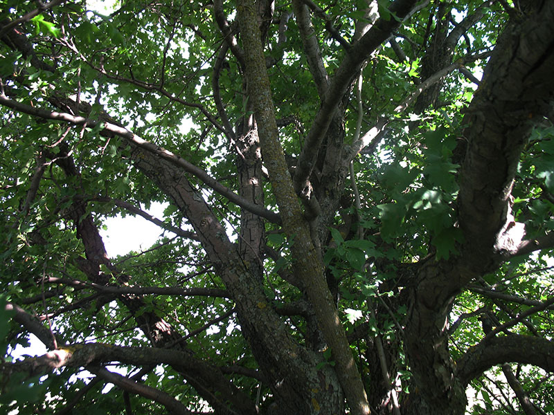 Image of Crataegus rhipidophylla specimen.