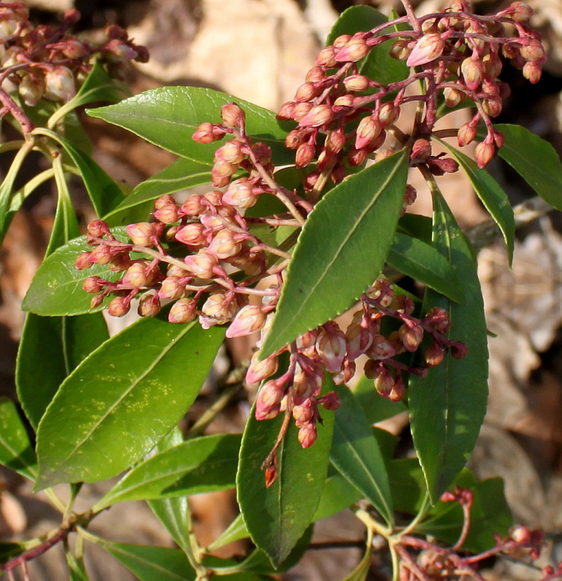 Изображение особи Pieris formosa.