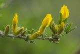 Chamaecytisus ruthenicus