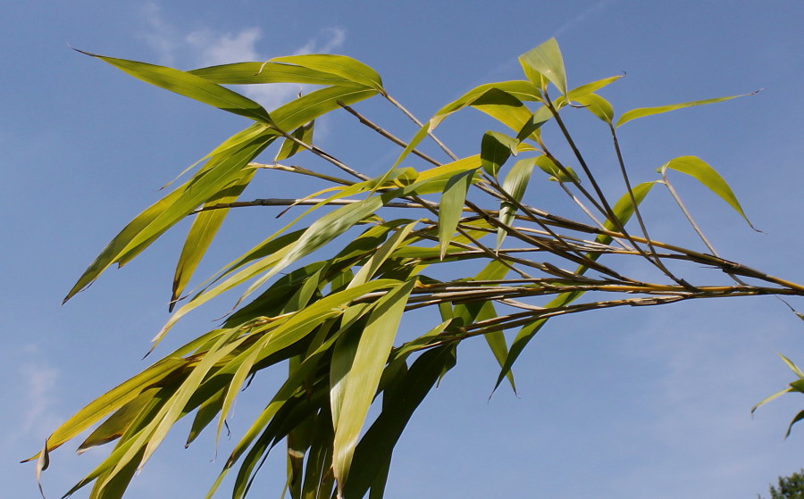 Изображение особи Pseudosasa japonica.