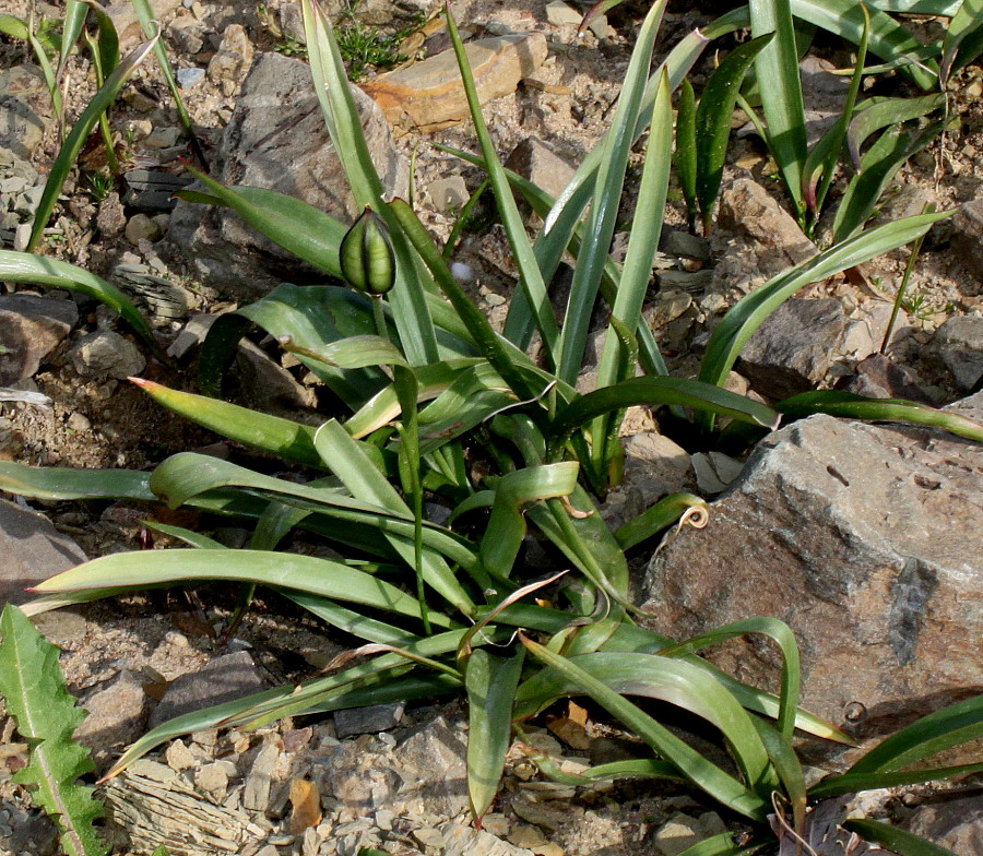 Image of Tulipa urumiensis specimen.