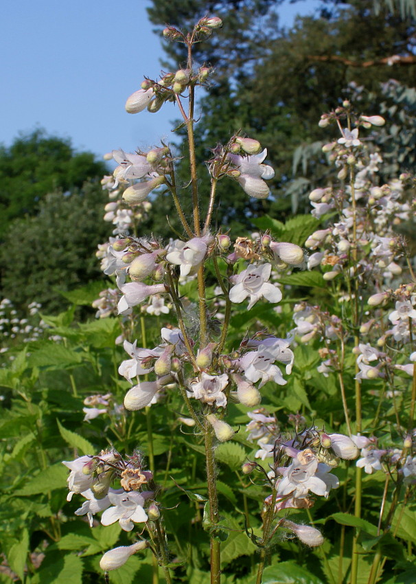 Image of Penstemon digitalis specimen.