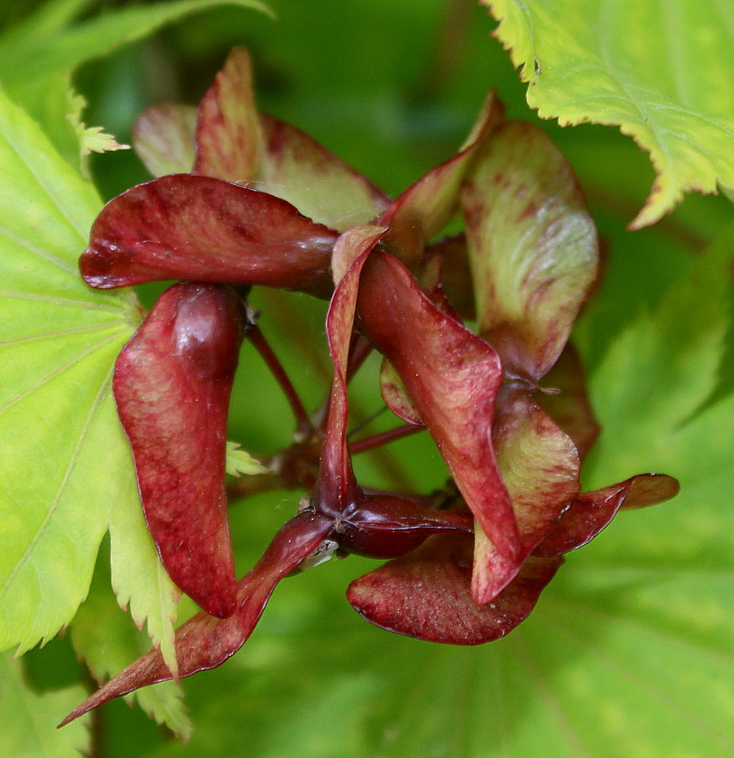 Image of Acer japonicum specimen.