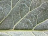 View full-size image Arctium tomentosum
