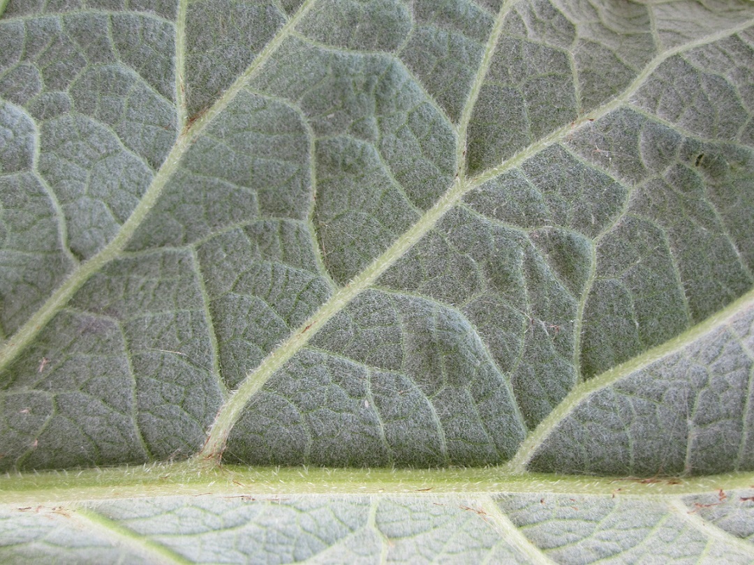 Image of Arctium tomentosum specimen.