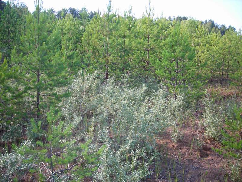 Image of Hippophae rhamnoides specimen.