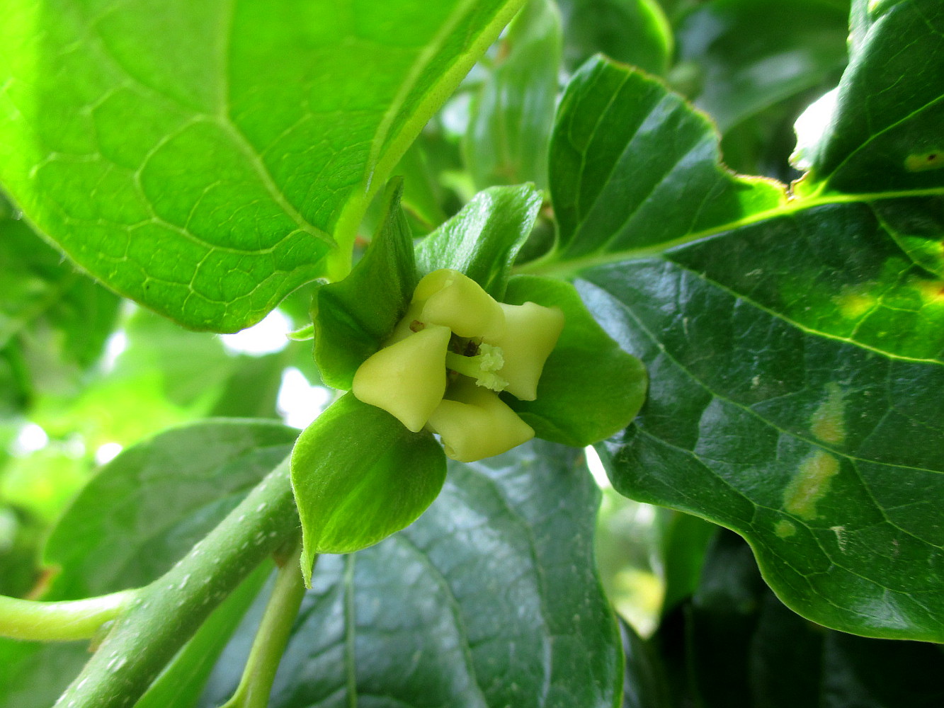 Image of Diospyros kaki specimen.