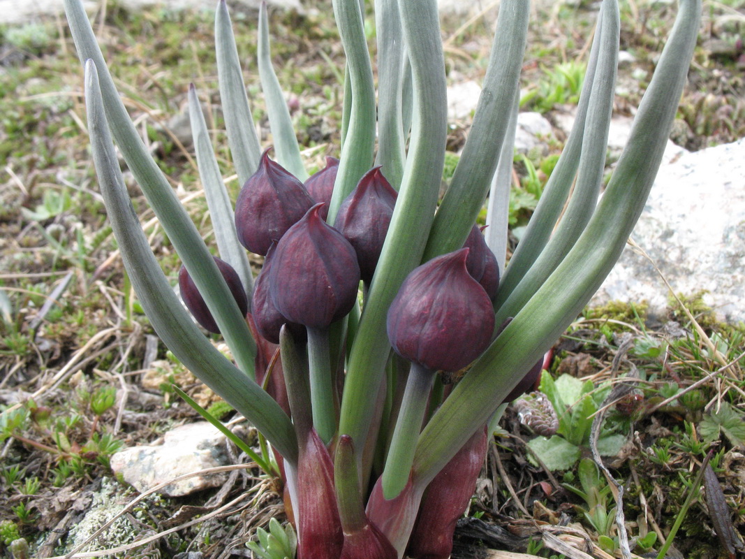 Изображение особи Allium atrosanguineum.