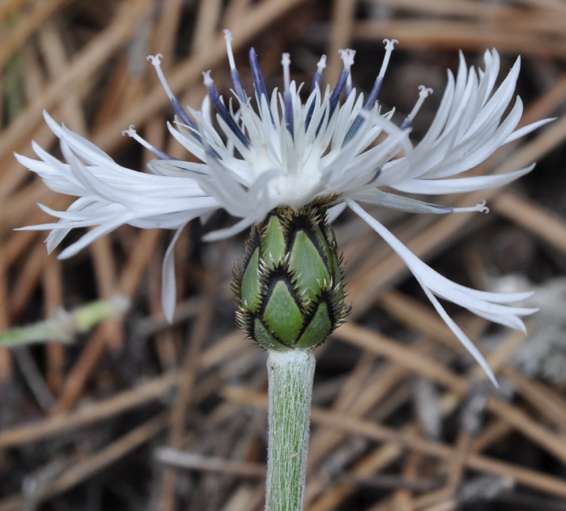 Image of Centaurea pindicola specimen.