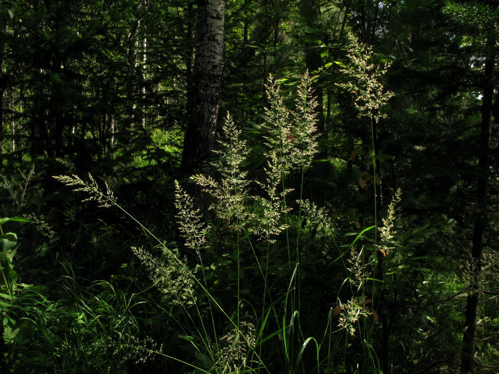 Image of Calamagrostis obtusata specimen.