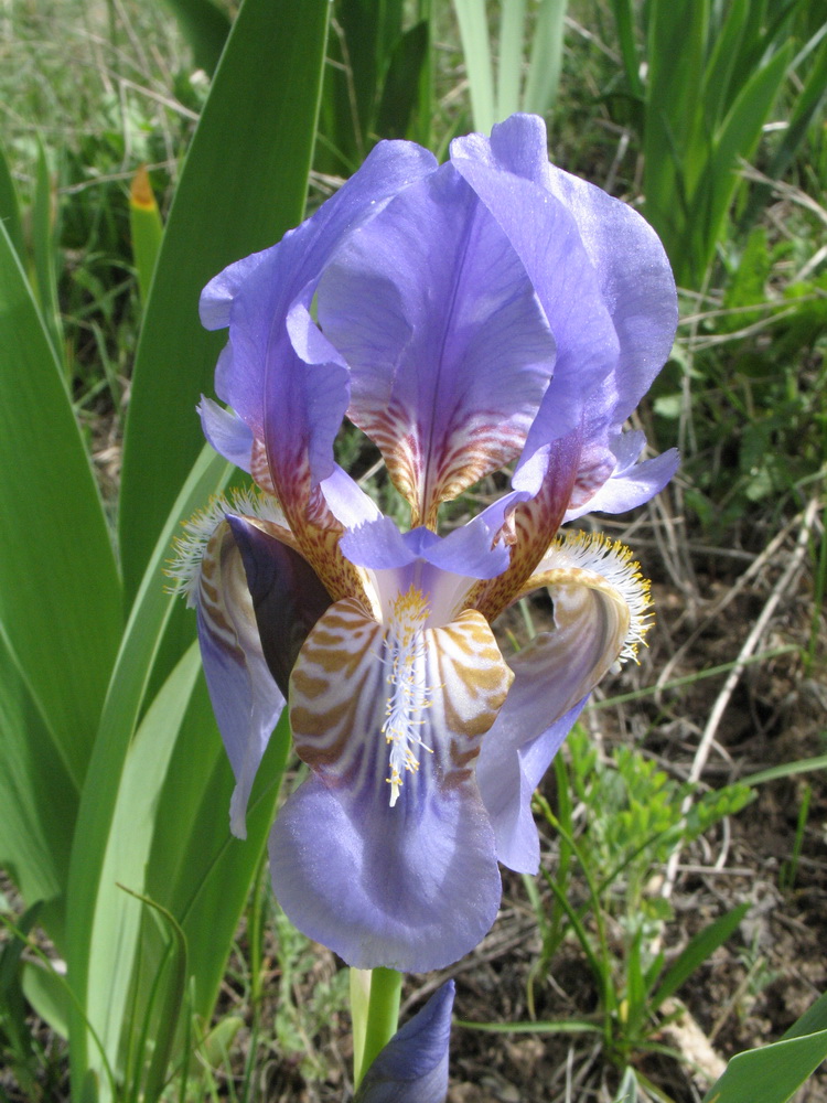 Image of Iris alberti specimen.