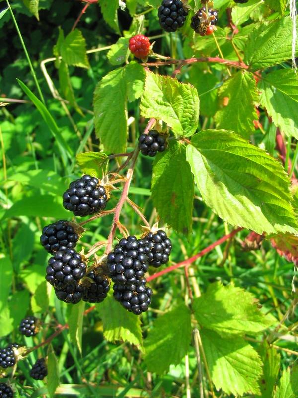 Image of genus Rubus specimen.