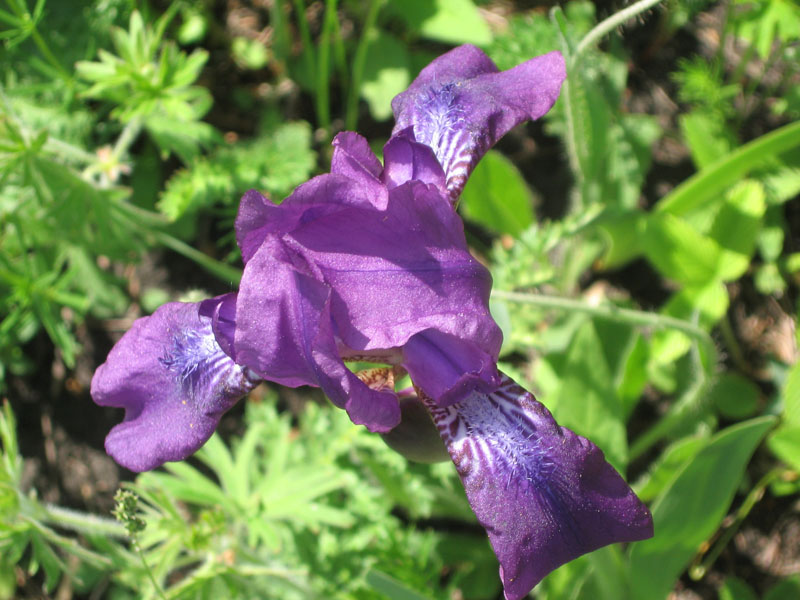 Image of Iris aphylla specimen.