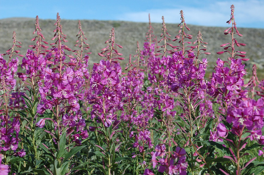 Изображение особи Chamaenerion angustifolium.